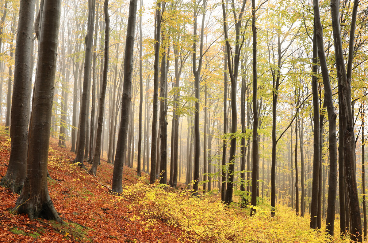 Осень. В лесу красиво. 
