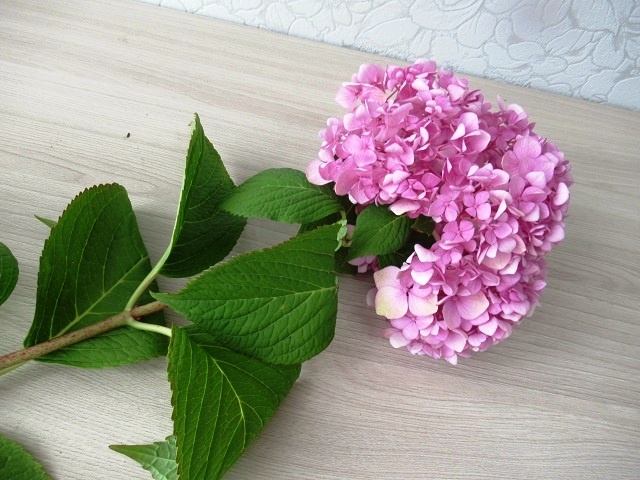 Черенкование гортензии ради эксперимента в сентябре октябре