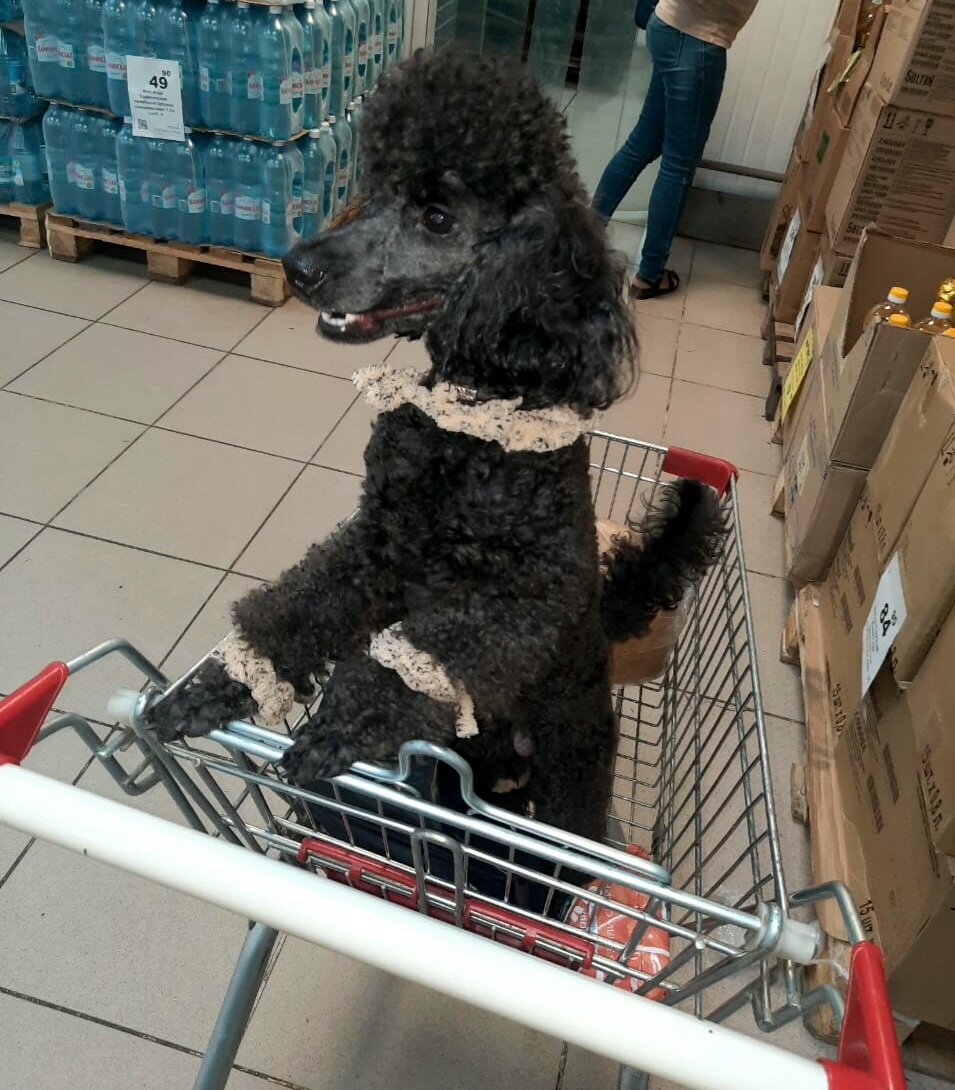 Веселый пудель в магазине