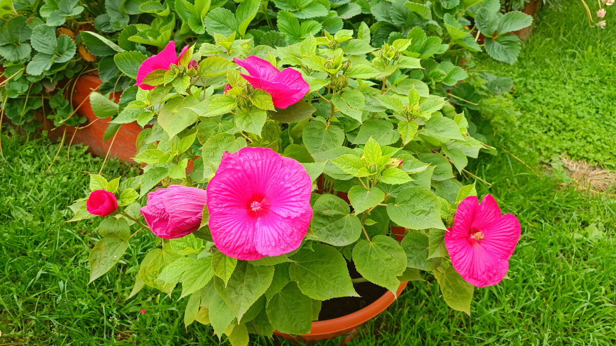 Гибискус садовый впечатляет моих соседей  