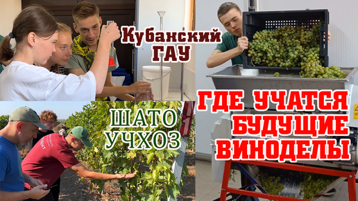 Виноградарству и виноделию учат тут! Кубанский ГАУ