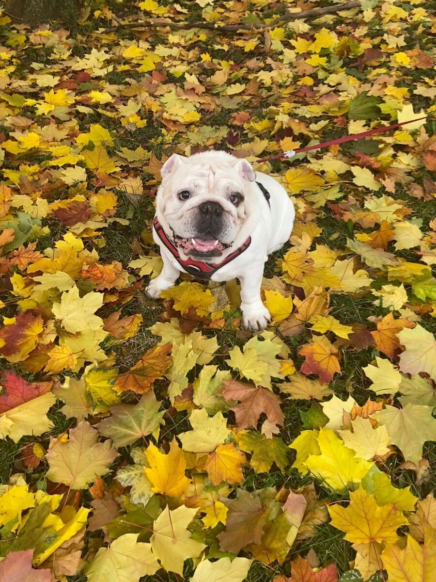 Вообще, кинологи рекомендуют учиться заводчику договариваться со своим питомцем. Партнёрские отношения дают неплохой результат.