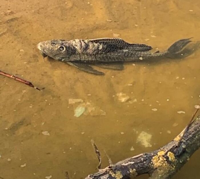 Источник фото: "Рыбалка в Нижнем Новгороде" / Кирилл Земцов
