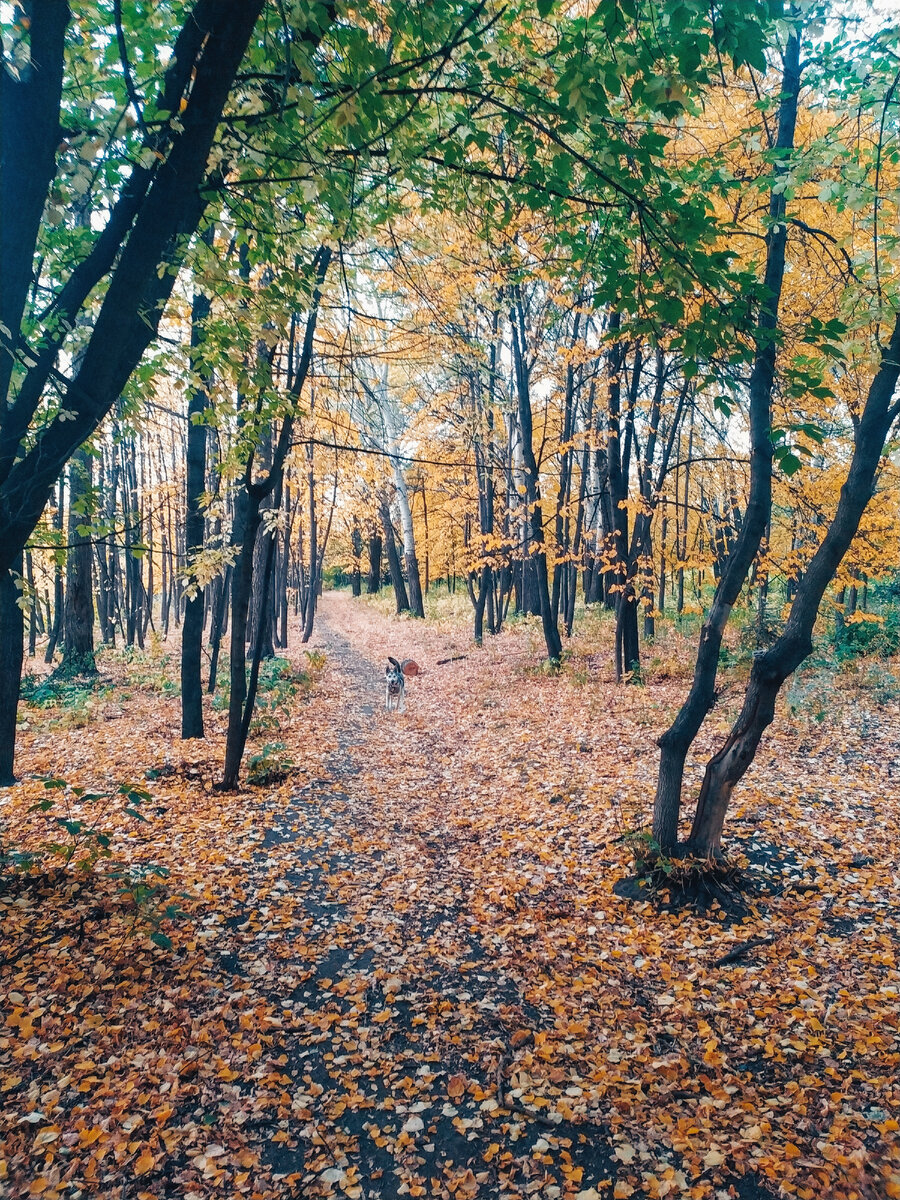 Вот в такой красоте водятся клещи... Фото автора