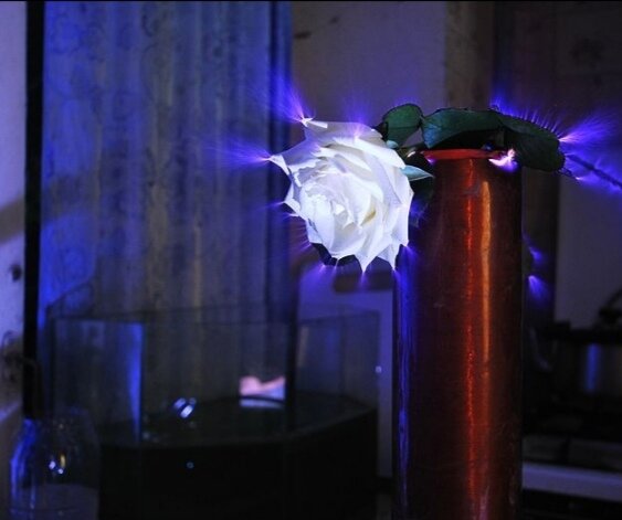 На фотографии запечатлёно эфирное тело цветка розы. Оно на фото видно синим цветом. Создано благодаря специального оборудования «Эффект Кирлиан». 