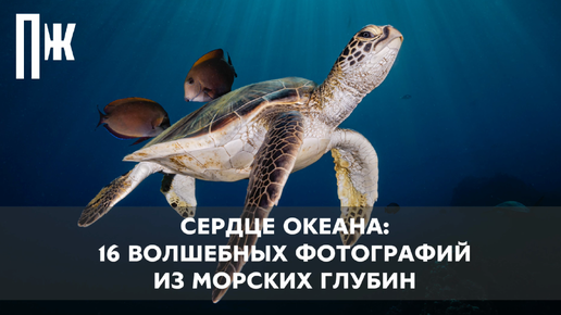 СЕРДЦЕ ОКЕАНА: 16 ВОЛШЕБНЫХ ФОТОГРАФИЙ ИЗ МОРСКИХ ГЛУБИН