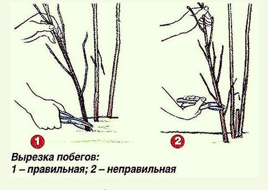 летняя обрезка ремонтантной малины. обрезка малины весной. обрезать малину. прищипывание малины весной. обрезка ремонтантной малины осенью.