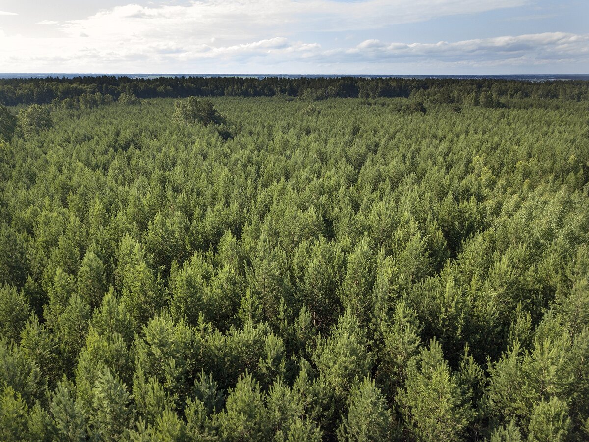 Молодой сосновый лес, выросший на месте бывшей пашни на бедных печсаных почвах