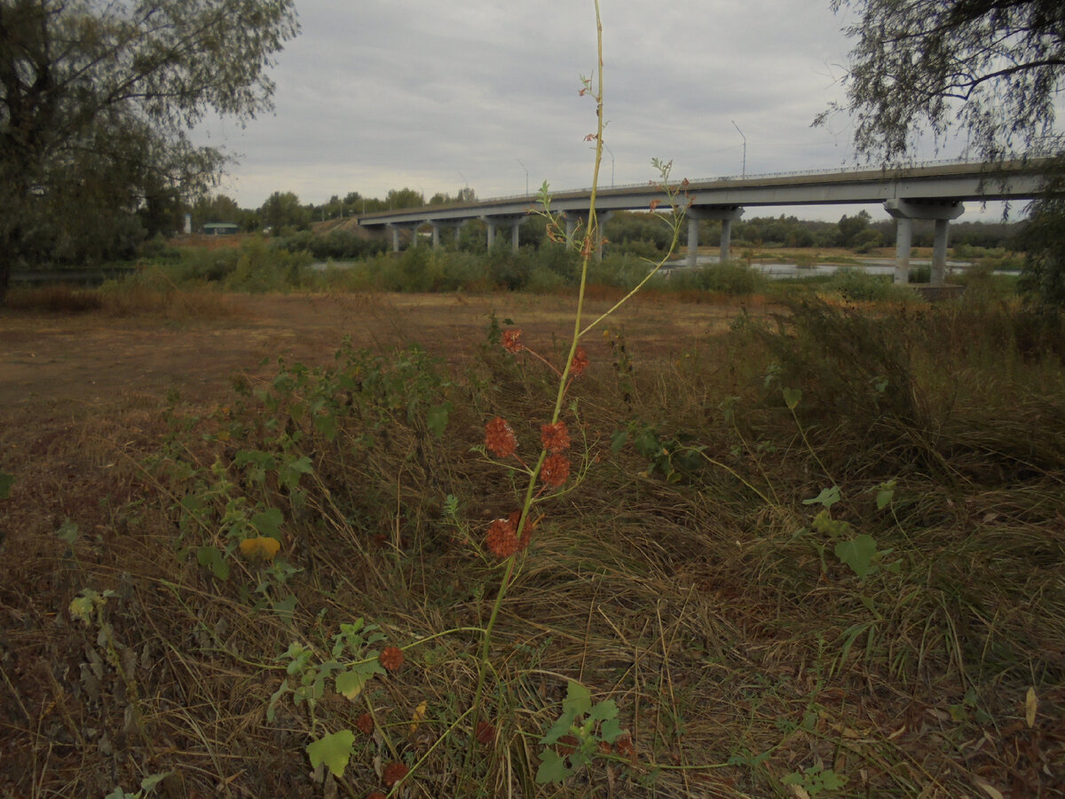 Пляж у "Фаворита". фото автора.