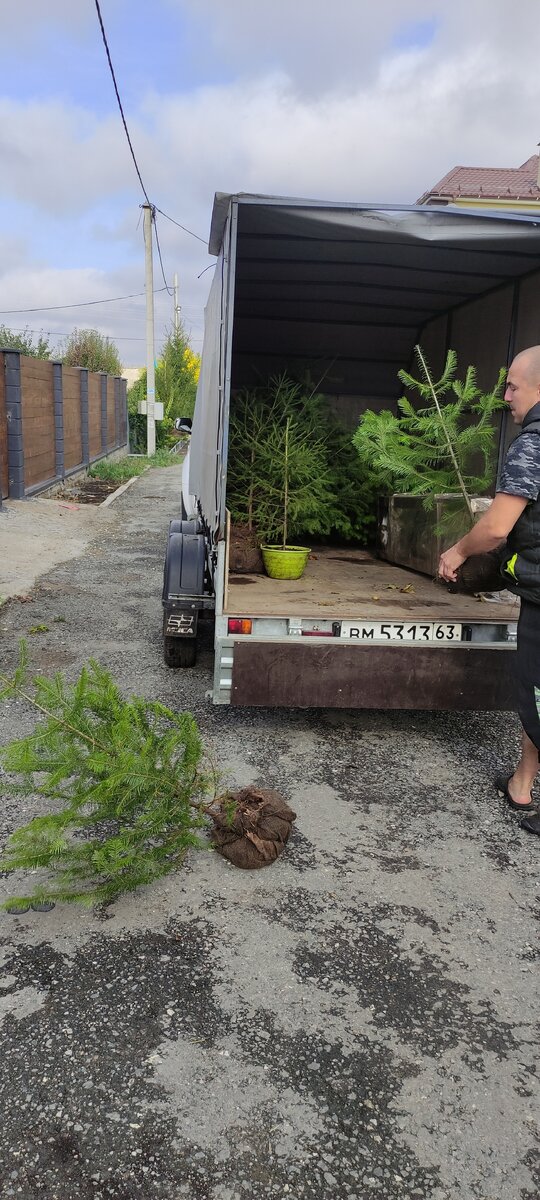 Доставка сибирских пихт. Они растут медленно, но так красиво! Впрочем, основой леса будут сосны. Даже сорт уже выбрали.