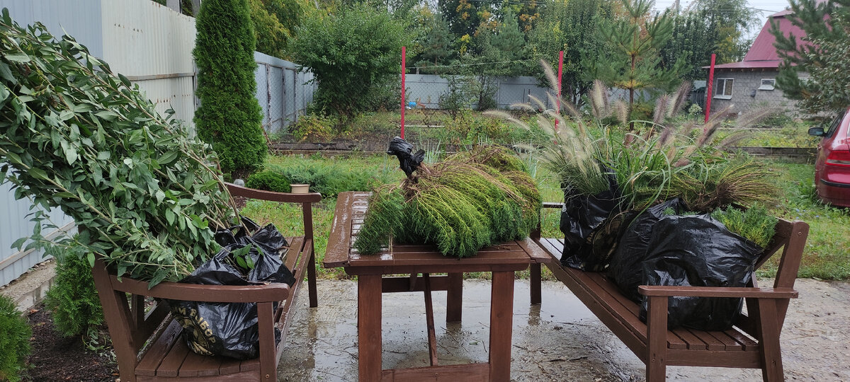 Самая неудачная закупка растений прошлой осени. Практически ничего из этих растений не выжило. Печальный опыт...