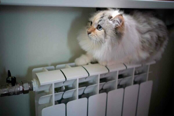    Фото: Городское хозяйство Москвы, Telegram