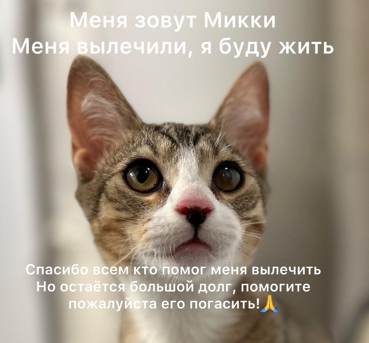 у нас будет котенок фанфик фото 55