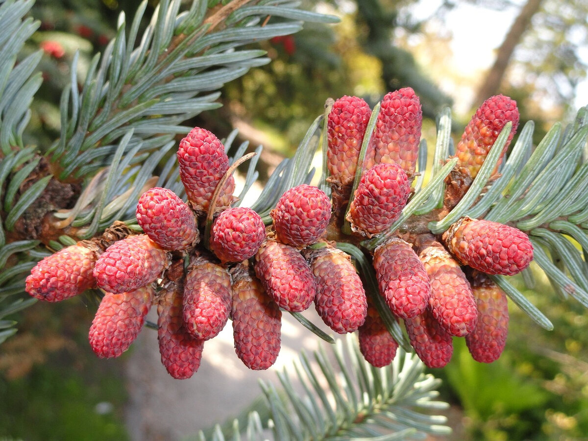 Плоды хвойных деревьев. Abies procera. Abies procera дерево. Крымская пихта ягоды. Abies procera Pospisil.