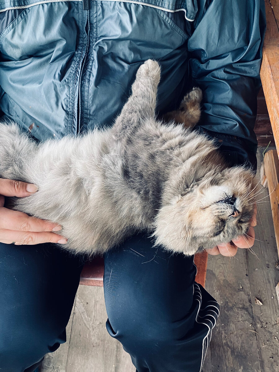 Как хорошо спать на теплых коленях хозяина.