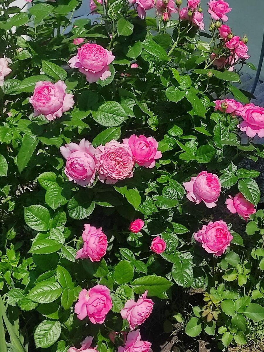 Picture background