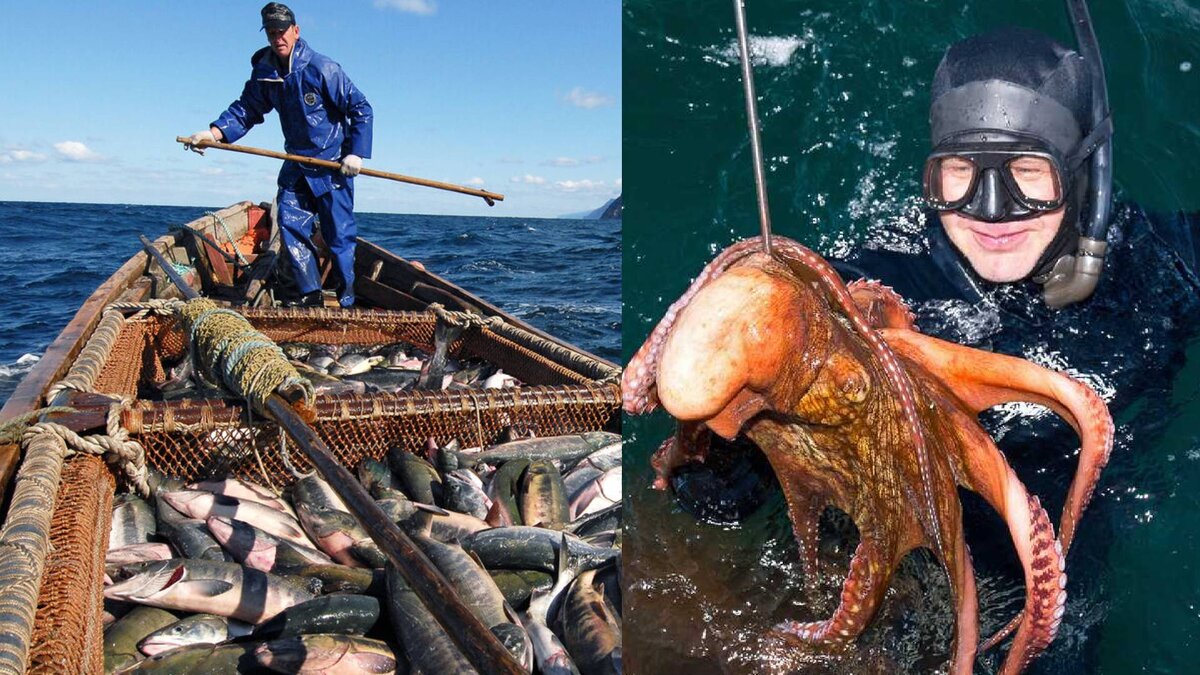 Японцы много лет ловят наших морских обитателей