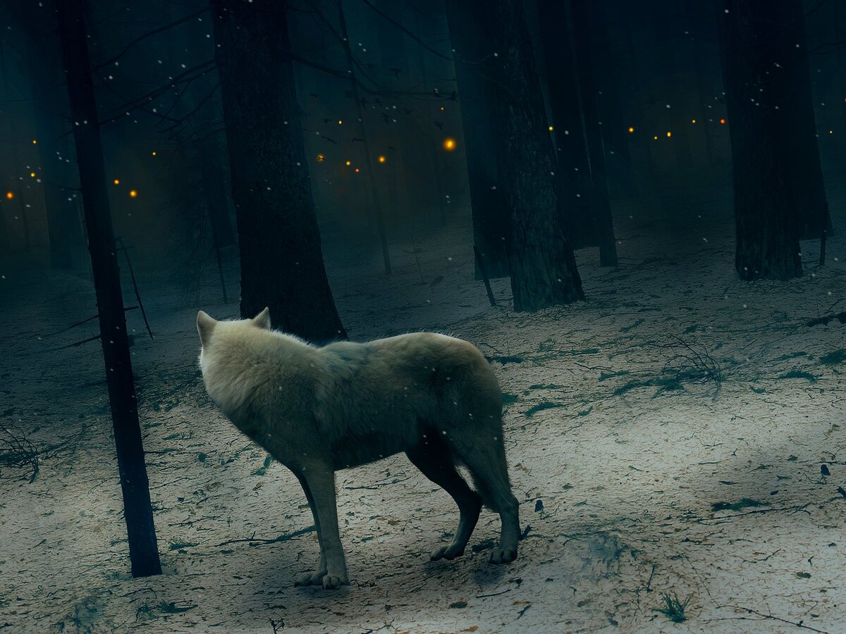 Волка боялись и волка почитали. Фото из интернета 