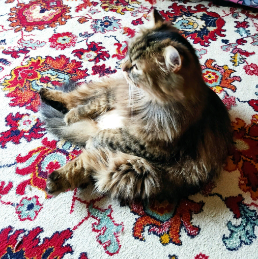 кошка Муся в нирване. фото автора