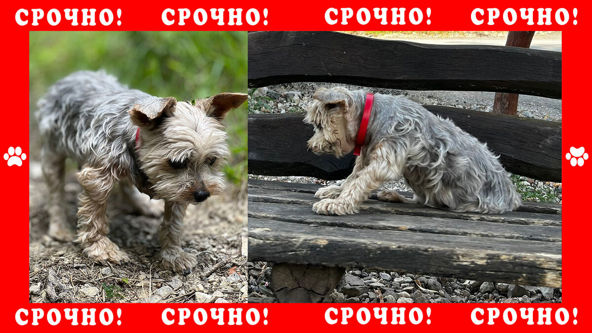 Йоркширский терьер пропал в Дмитровском р-не пос. Яхрома Ривер