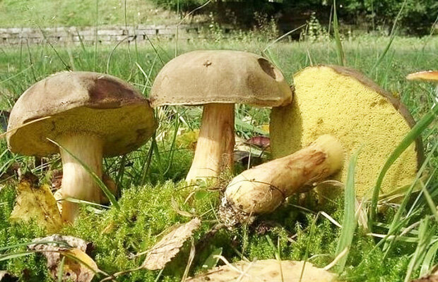 Моховики съедобные