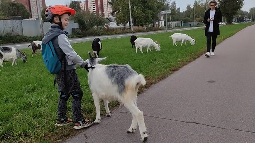 #северянка — картинки и видео в Шедевруме