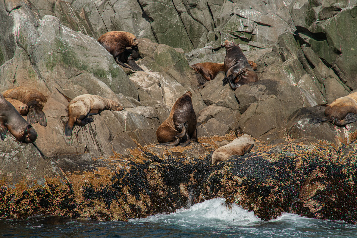 Лежбище сивучей (они очень смешно и громко рычали, можете увидеть на моем видео "Морская прогулка")