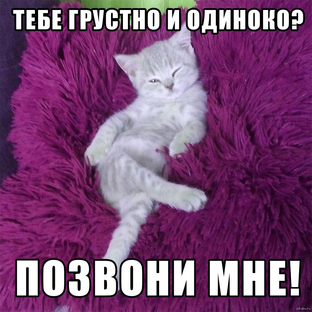 Ти киска. Кот Мем. Смешные картинки. Милые котики с надписями. Мемы с котиками.