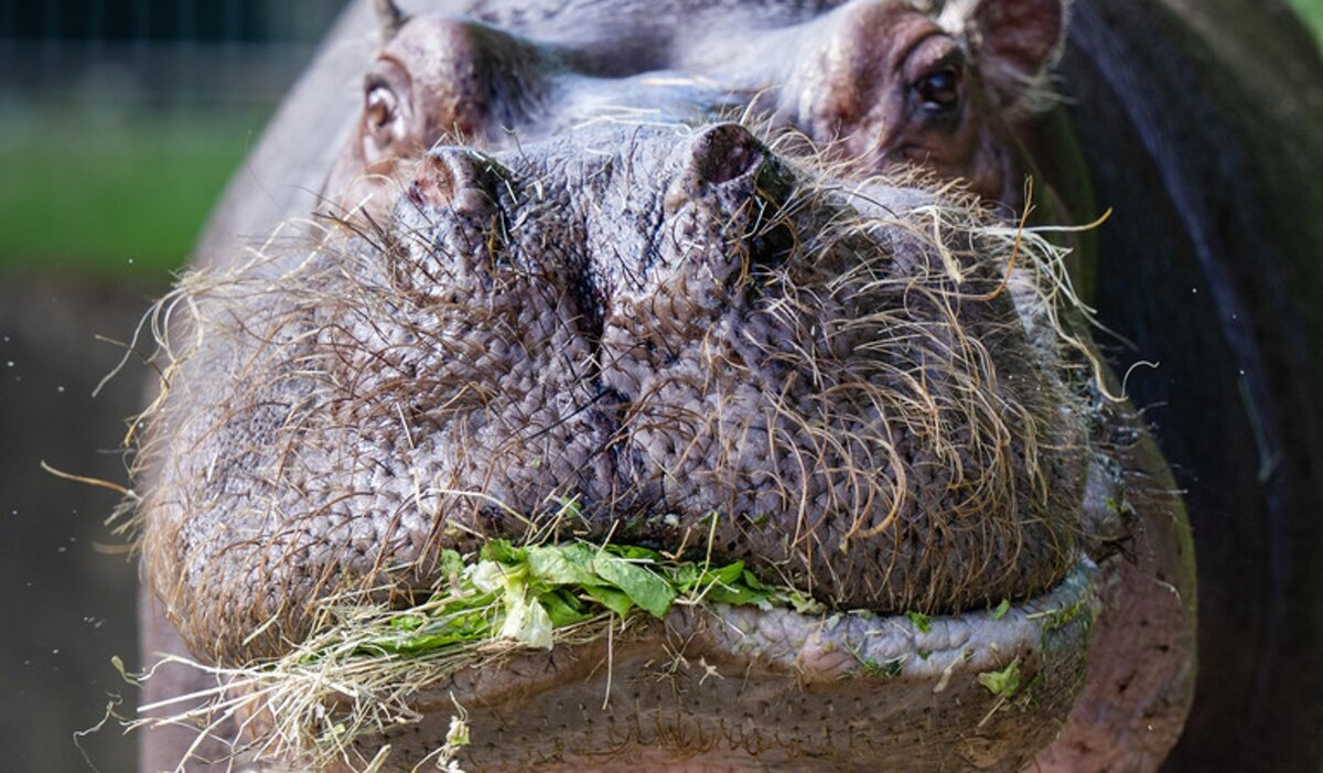    Hippopotamus. Monika Skolimowska/ dpa/ www.globallookpress.com