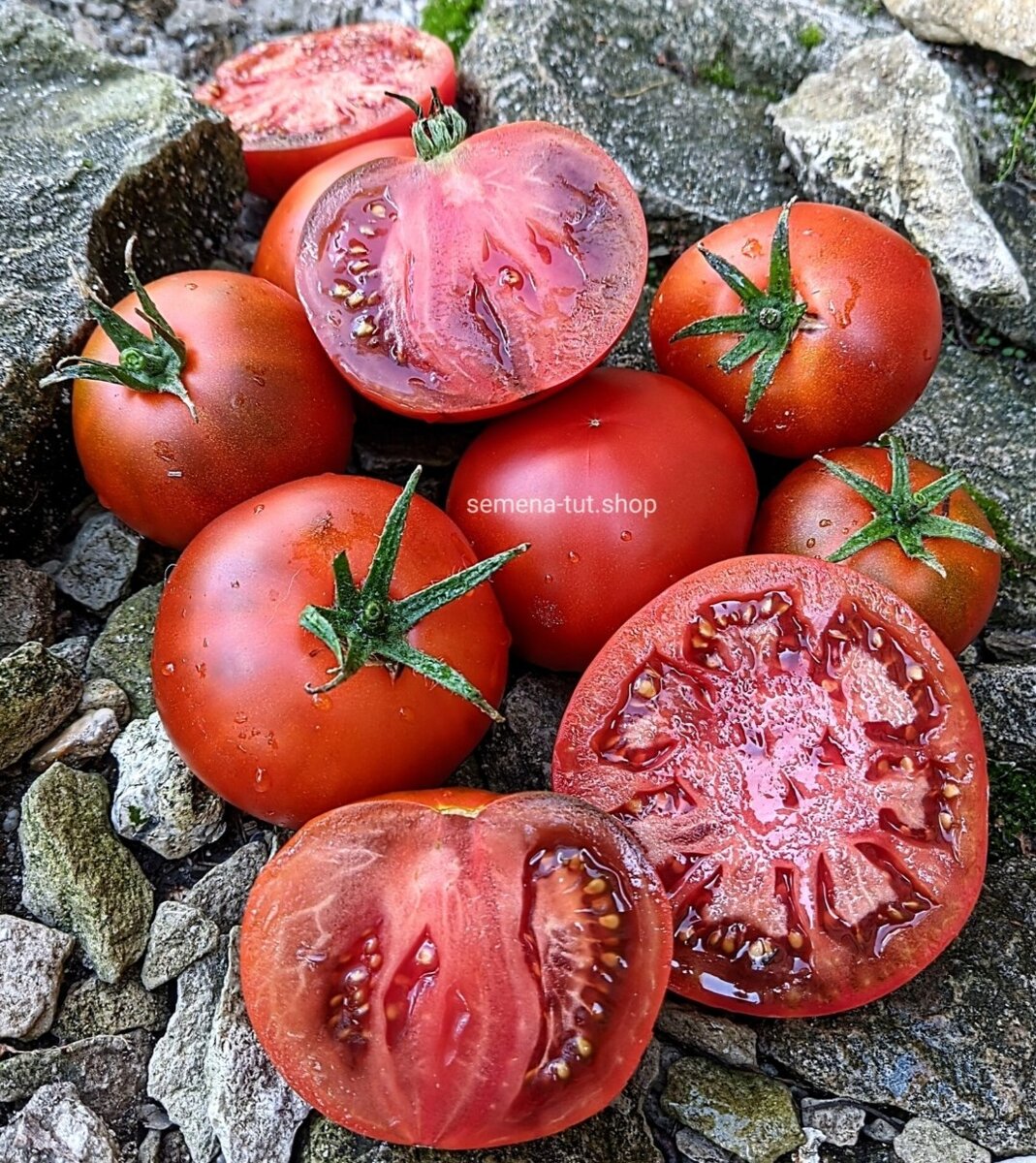 Богатый вкус Шоколадной Амазонки виден даже по разрезу. Фото из нашего каталога 