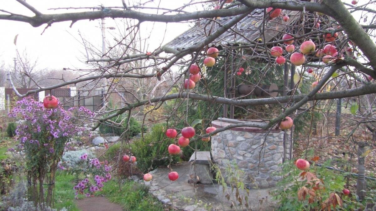 картинки осень в саду и огороде