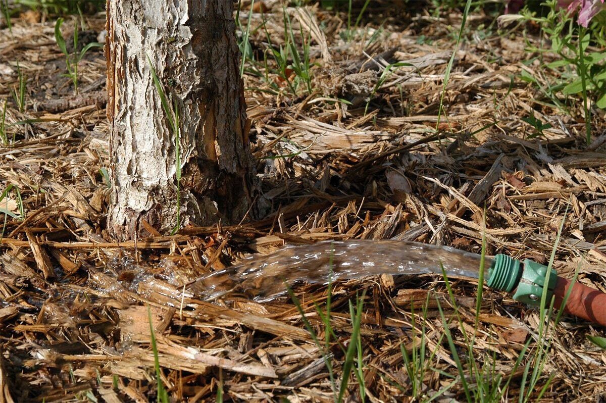 Яндекс.Картинки