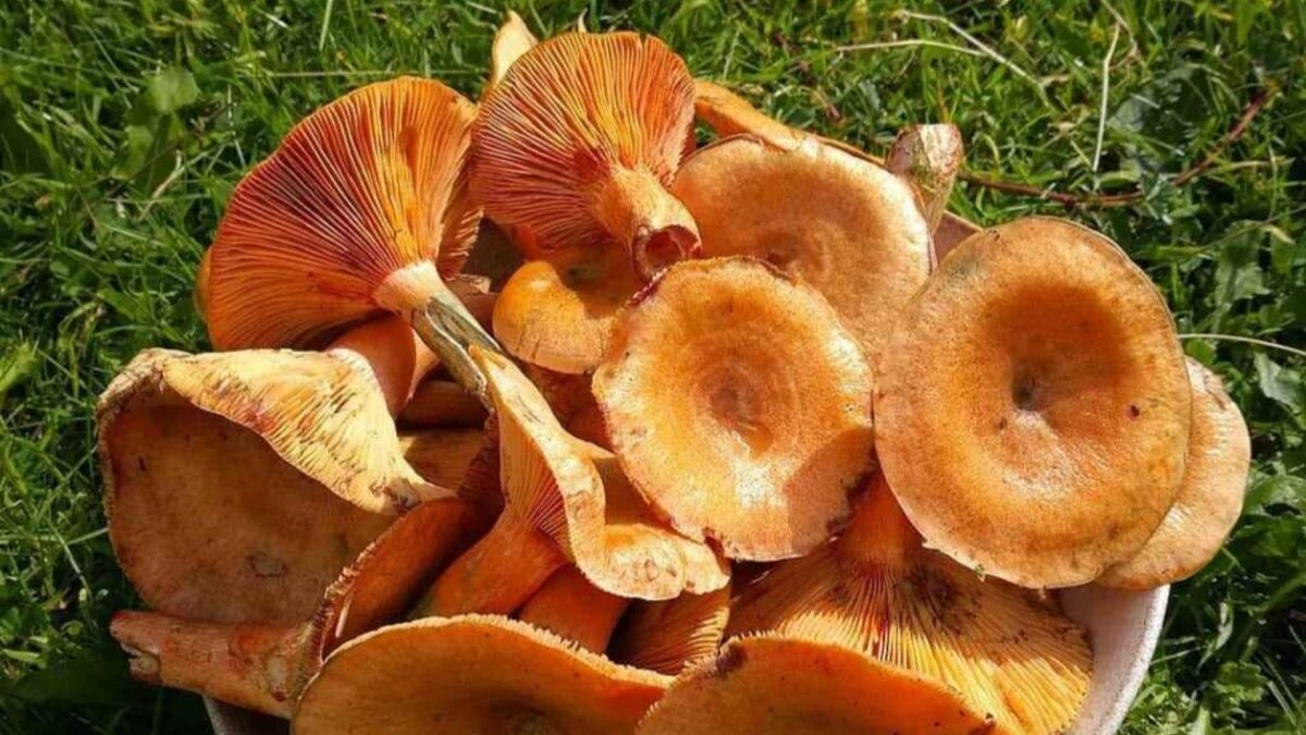 Рыжик фото рецепт. Млечник Рыжик гриб. Рыжик еловый (Lactarius deterrimus). Рыжик Сосновый/Боровой (Lactarius deliciosus);. Грибы рыжики и лисички.