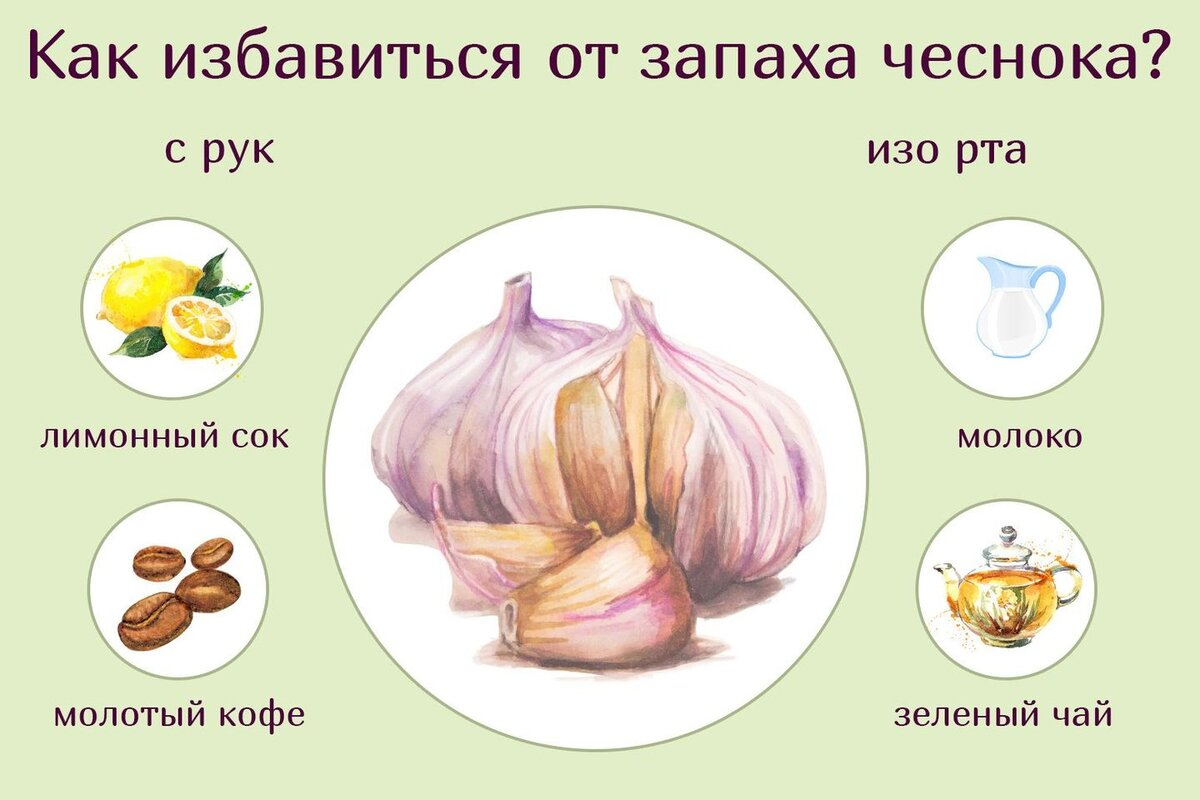 Чем перебить запах изо рта. Функции сочных чешуй луковицы. Сочные чешуи луковицы лука функции. Метаморфозы листа чешуи луковицы. Видоизмененные листья чешуйки.