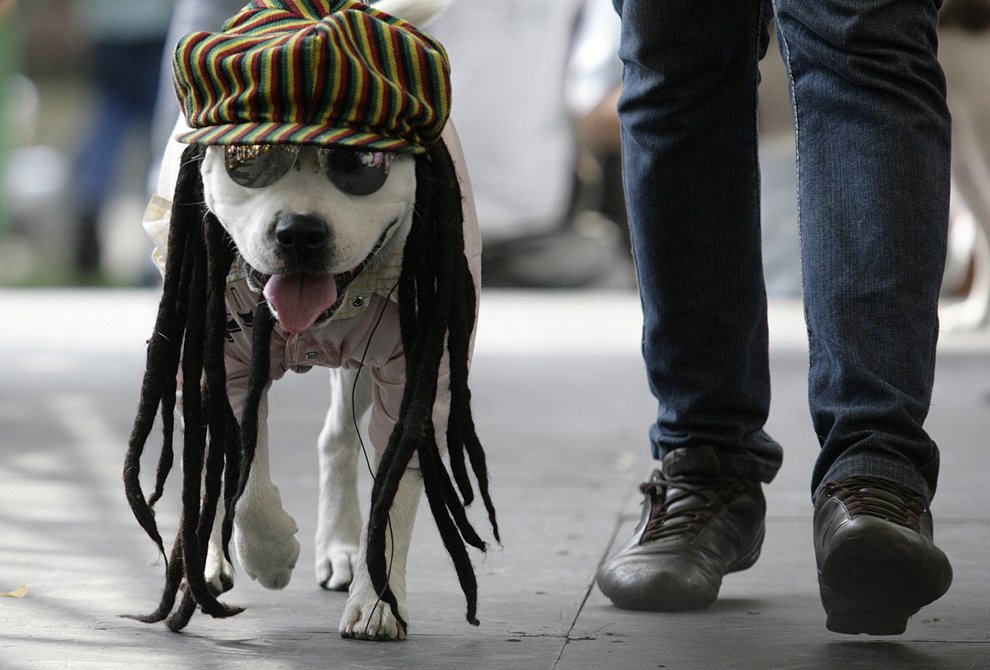 Моя собачка одета дороже тебя купюры. Костюм собаки. Одежда для собак. Прикольные костюмы для собак. Смешная одежда для собак.