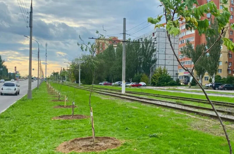    Первые осенние посадки деревьев (пресс-служба администрации Волсжкого)