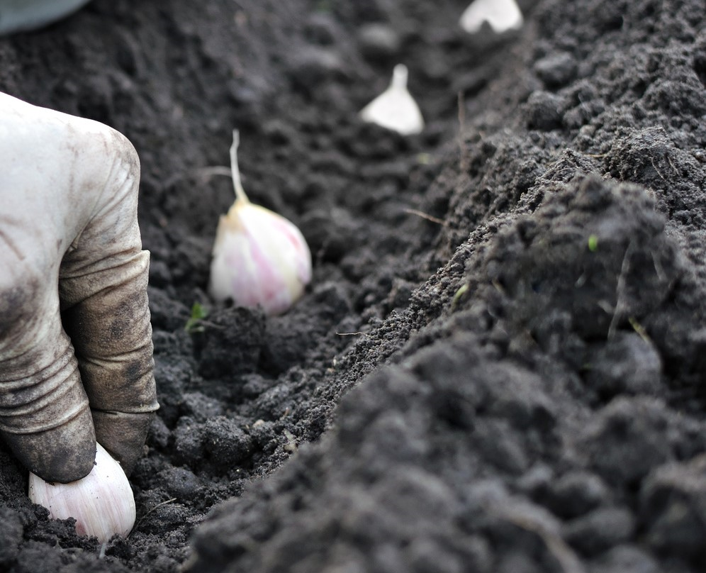 Фотография взята из источника yandex.ru
