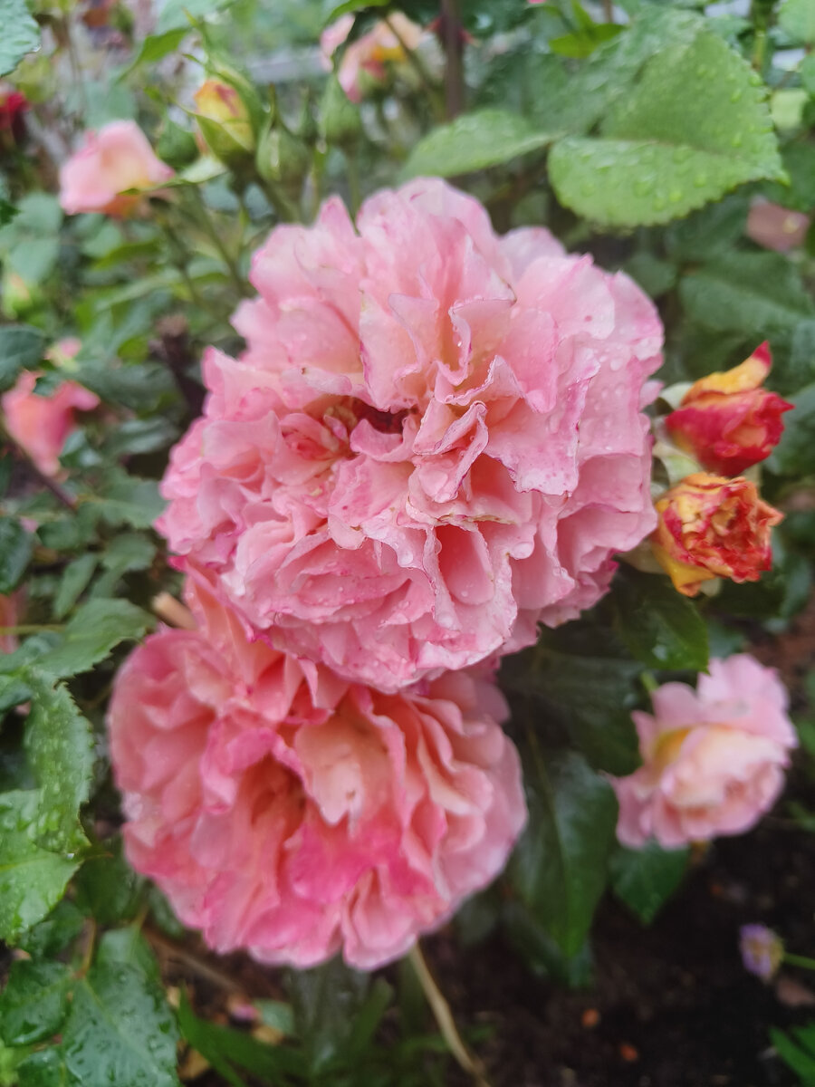 Августа Луиза 