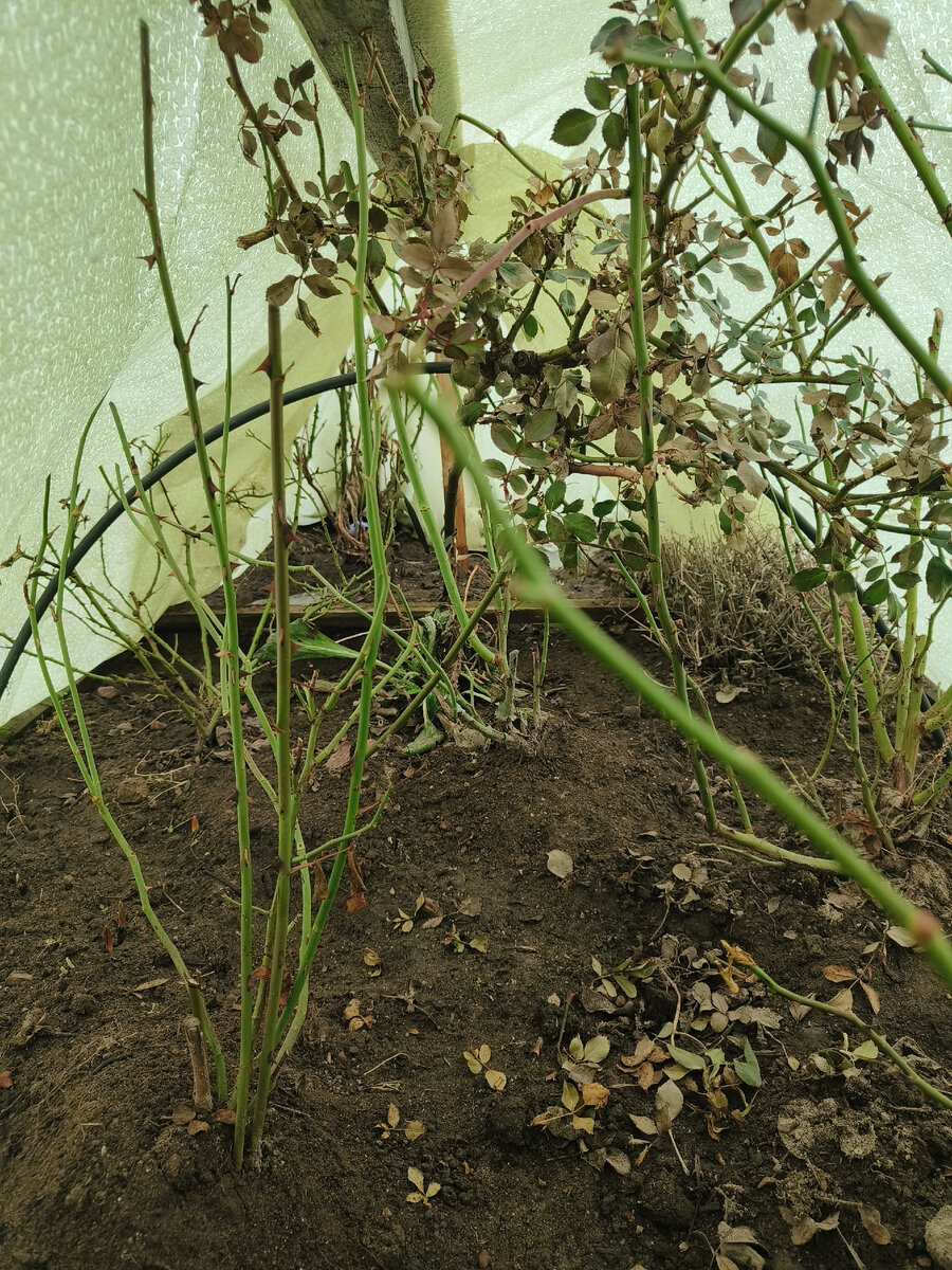 Вот так выглядит - весна 2023