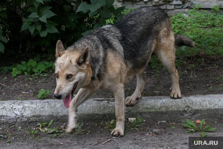    Собака забежала на чужой дачный участок и напала на мальчика (архивное фото)