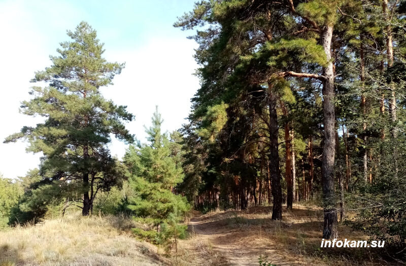    В Камышинском лесопитомнике