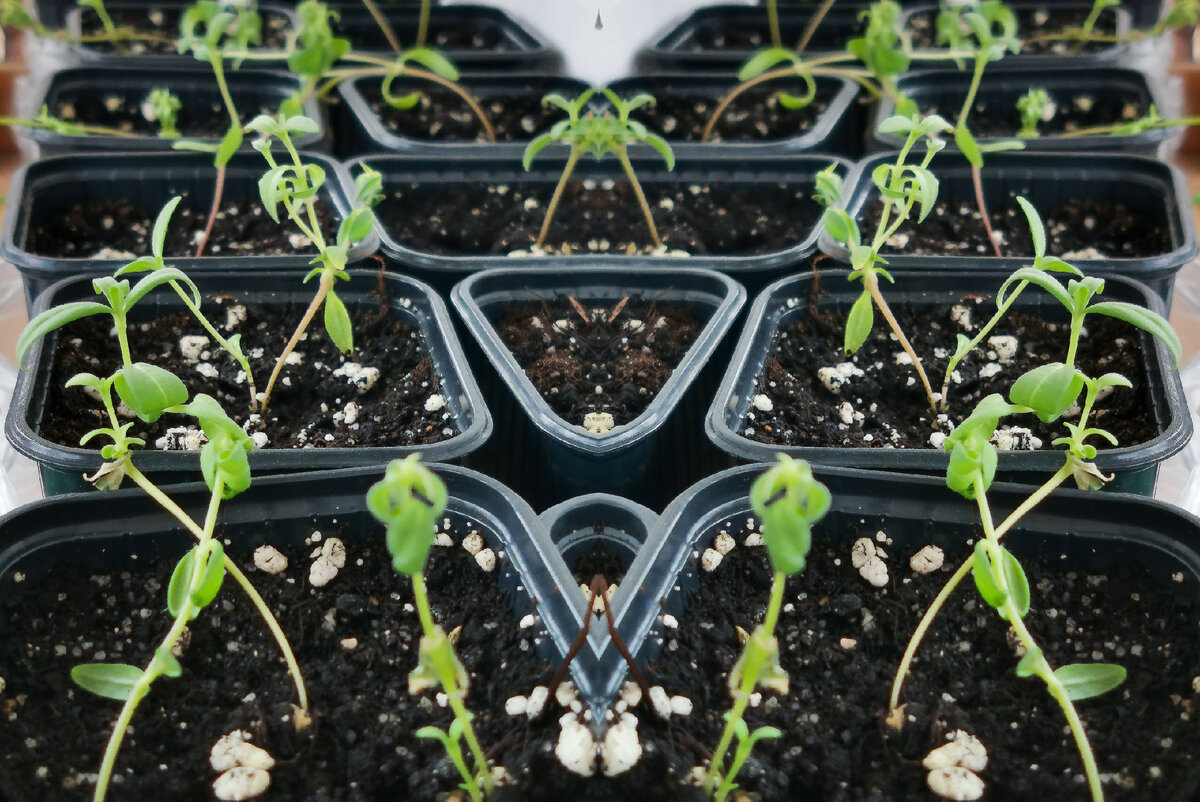 Рассада подсолнечника Максимилана перед высадкой в грунт. Фото состоит из двух вертикальных отзеркаленных кадров. Снято на телефон 5 июня 2022 г.