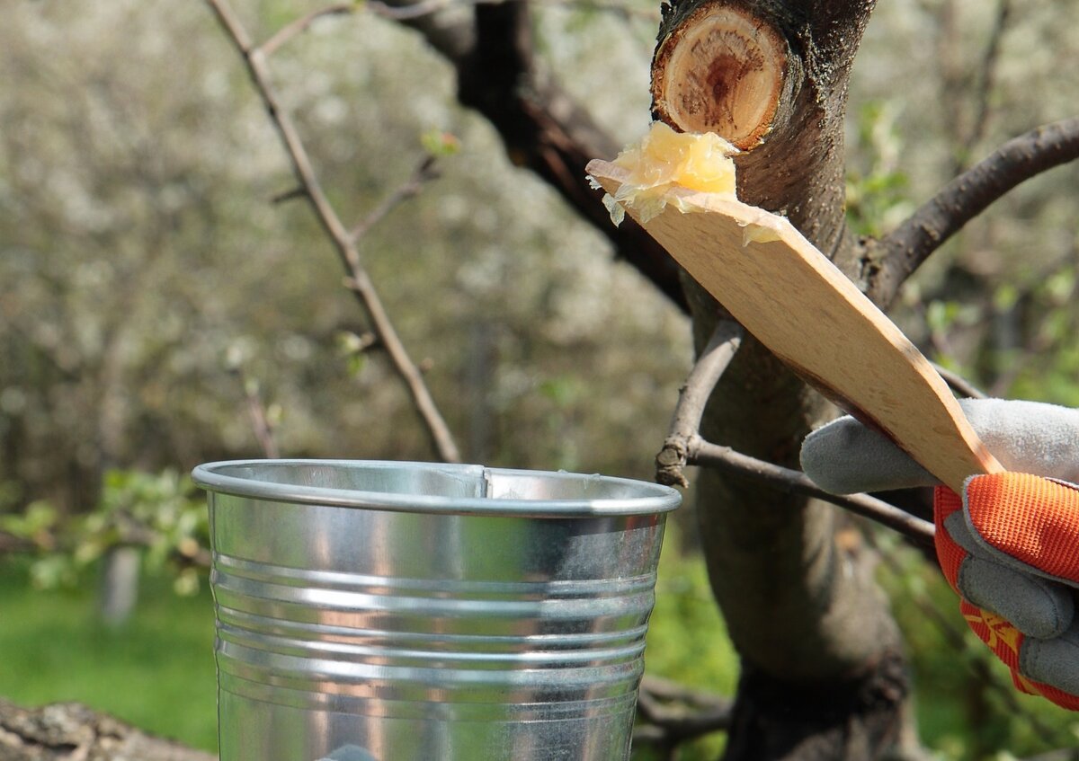 Обрабатывайте срезы на деревьях проверенными, безопасными средствами 