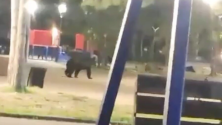     Медведь решил прогуляться по центру Лесозаводска в Приморском крае, забрел на детскую площадку и перепугал местных жителей.