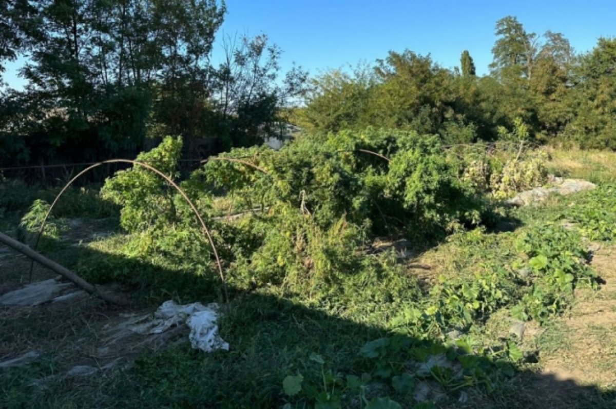    Житель Адыгеи выращивал коноплю на своём приусадебном участке