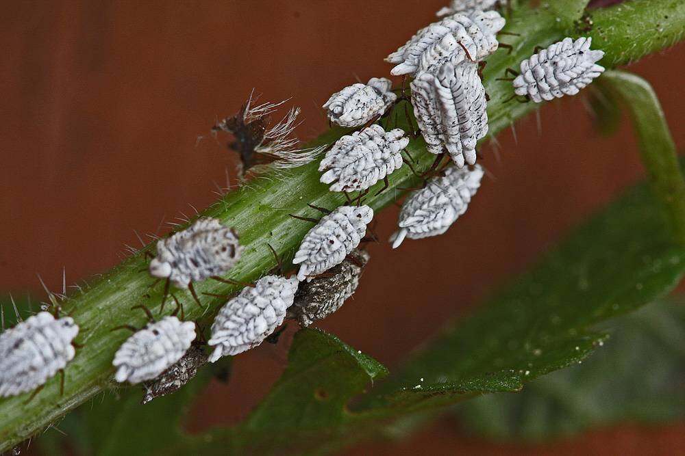 Взято из открытых источников 