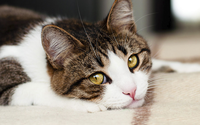 Кот проводил хозяев в отпуск и начал плакать