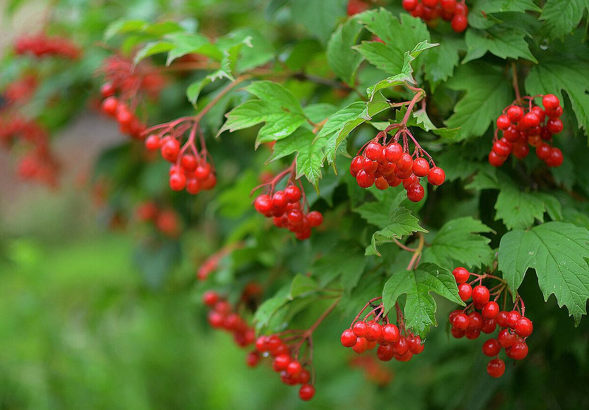 Плоды калины обладают, противовоспалительным, кардиотоническим, седативным, антиоксидантным, антигипоксическим, гипотензивным и общеукрепляющим действием