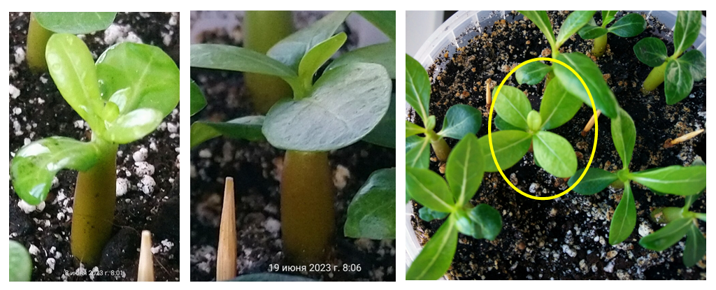 фото на разных стадиях роста растения