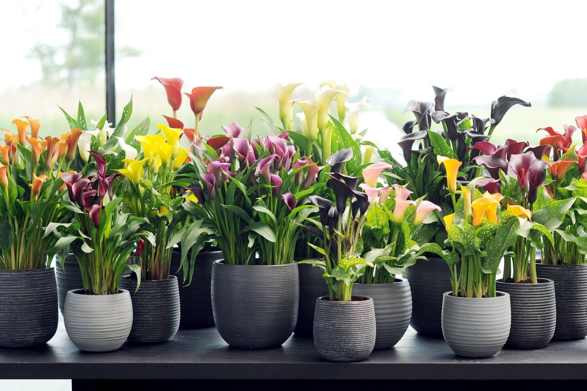     Каллы в горшке – особенности ухода и выращивания дома